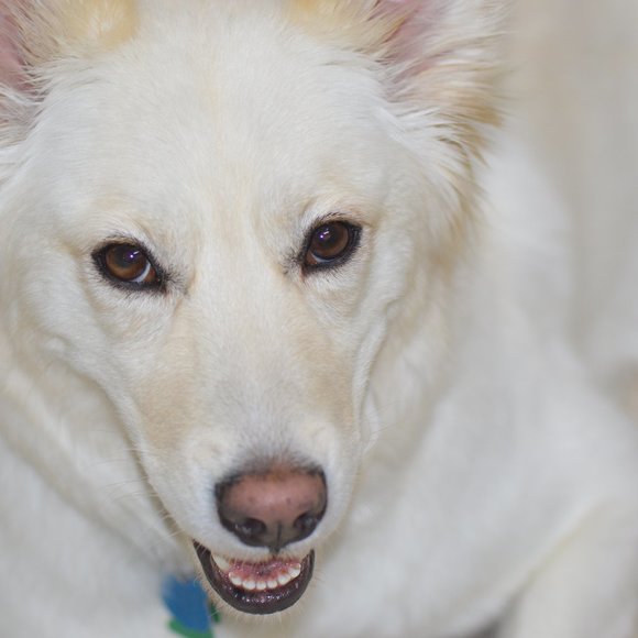 Meet your Posher, Sanju - Picture 1 of 1